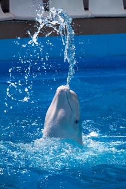 White whale produces a stream of water while swimming in the poo clipart