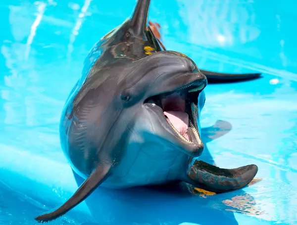 Gay dolphin with mouth open on a blue background — Stock Photo, Image