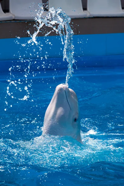 Baleia branca produz um fluxo de água enquanto nada no cocó — Fotografia de Stock
