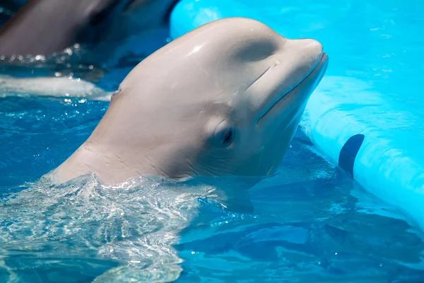 Balena bianca nuota nell'acqua blu della piscina — Foto Stock
