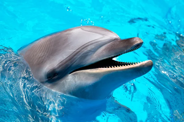 Dolphin with mouth open Stock Photos, Royalty Free Dolphin with mouth open  Images | Depositphotos