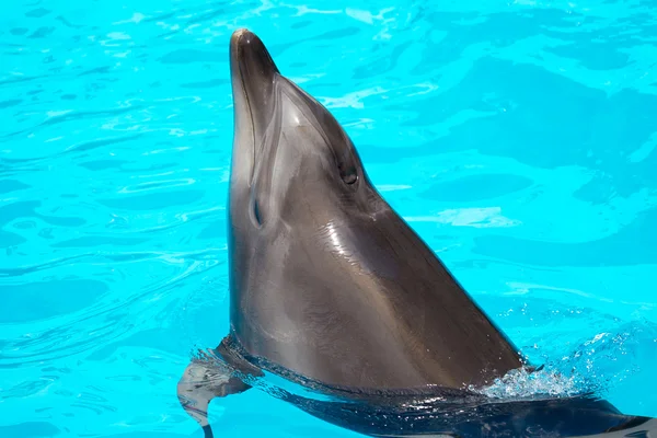 在蓝色的水中游泳的美丽海豚 — 图库照片