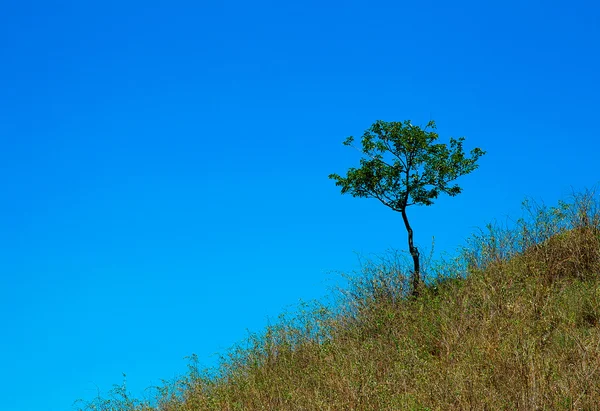 A tree grows in the grass on the hill against the blue sky — Stock Photo, Image