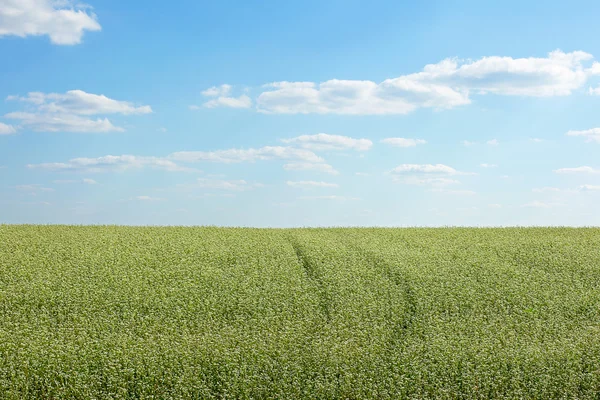 Fiori di grano saraceno in un campo in una giornata estiva soleggiata — Foto Stock