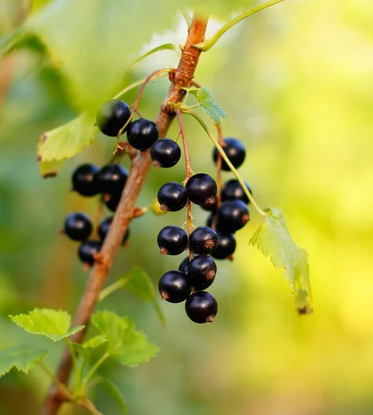 Bunch of currants with a little garden bugs in Focus — Stock Photo, Image