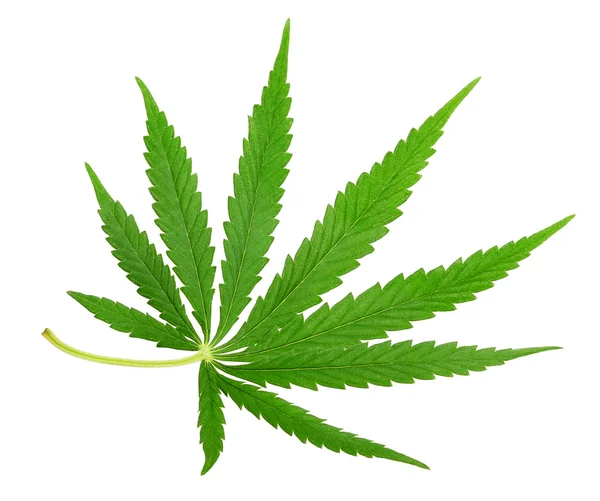 Cannabis de hoja verde aislado — Foto de Stock