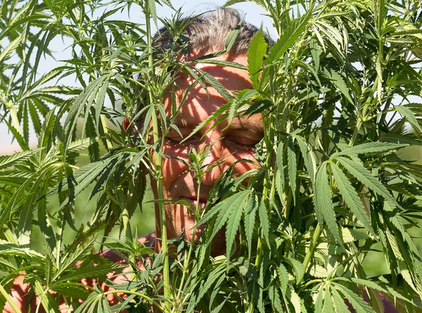 stock image Tanned man in the bush cannabis, summer