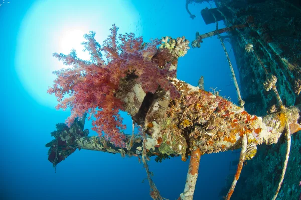 Mjuka koraller på ett skeppsbrott — Stockfoto