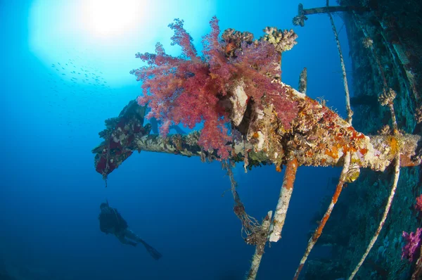 Coral macio em um naufrágio — Fotografia de Stock