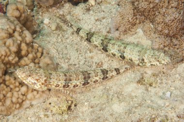 Pair of variegated lizardfish on a reef clipart