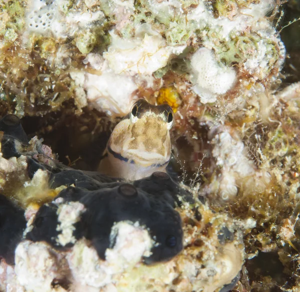 Closeup midas blenny na útesu — Stock fotografie