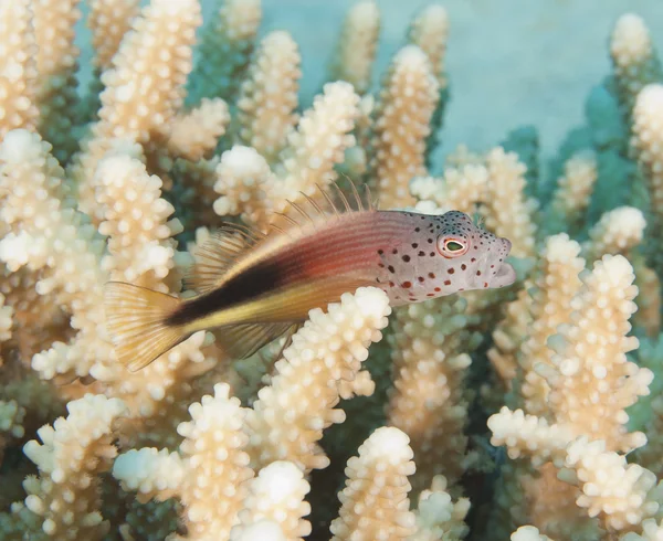하드 산호에 Hawkfish — 스톡 사진