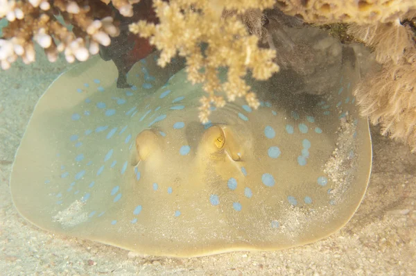 Blue spotted lagoa ray em um recife tropical — Fotografia de Stock