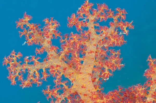 Primer plano de coral tropical suave — Foto de Stock
