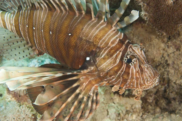 Closeup detail of red sea lionfish — Stock Photo, Image