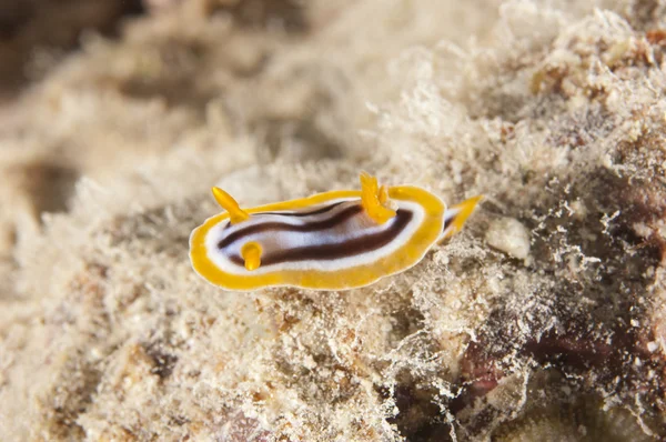 在热带珊瑚礁上睡衣蛞蝓 — 图库照片
