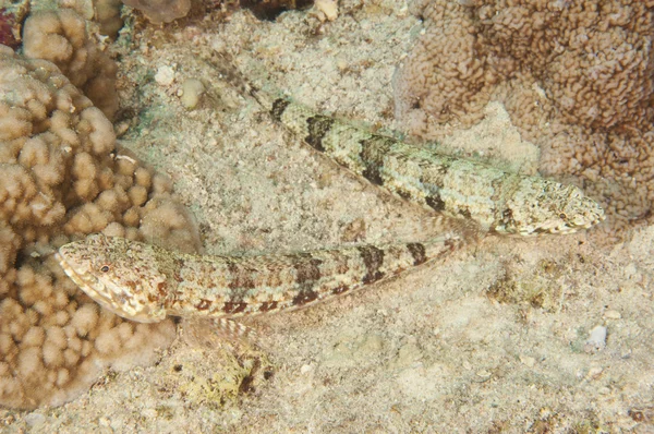Pair of variegated lizardfish on a reef — Stock Photo, Image