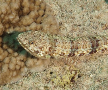 bir mercan kayalığı üzerine alacalı lizardfish