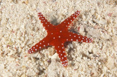 Sea star on a sandy seabed clipart