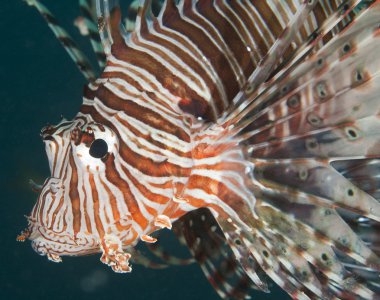 Closeup detail of red sea lionfish clipart