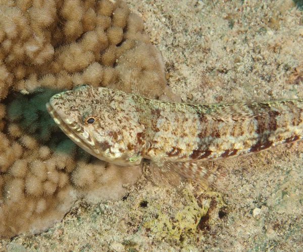 Рыба-ящерица на коралловом рифе — стоковое фото