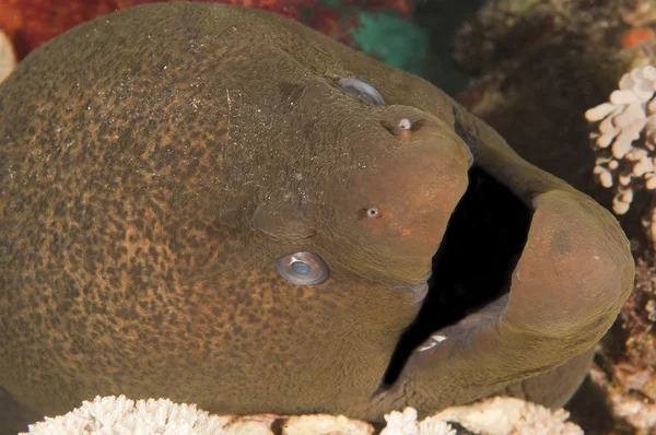 Closeup of giant moray eel — Stock Photo, Image