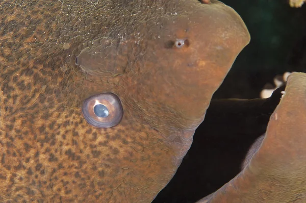 Dev Müren balığı closeup — Stok fotoğraf