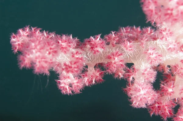 Close-up van tropische zachte koraal — Stockfoto