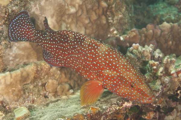 Coral grouper on a coral reef — 图库照片