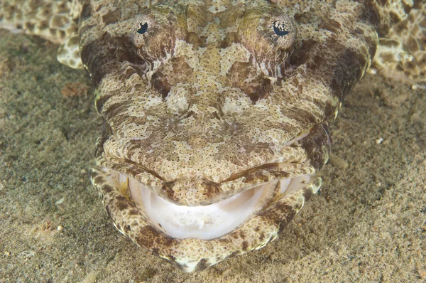 Крупный план головы крокодиловой рыбы — стоковое фото