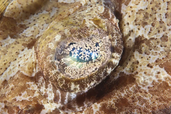 Ακραία closeup του crocodilefish ματιού — Φωτογραφία Αρχείου