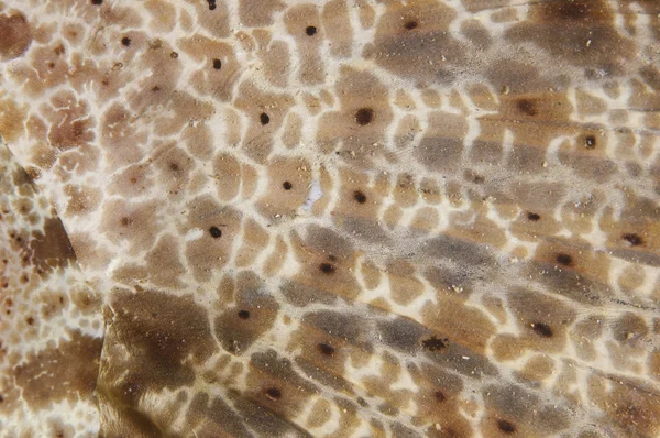 Closeup detail of crocodilefish fin — Stock Photo, Image