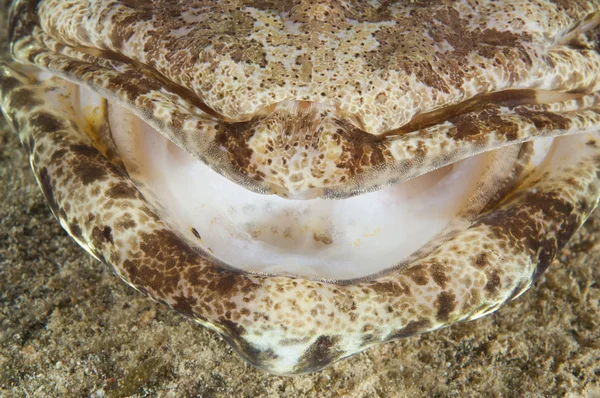 Closeup detail crocodilefish úst — Stock fotografie
