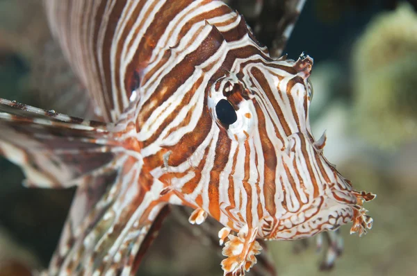 Detalle de primer plano del pez león de mar rojo — Foto de Stock