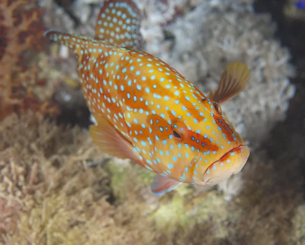 Coral grouper on a coral reef — 图库照片