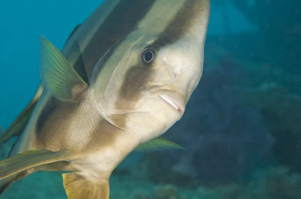 在一片珊瑚礁上 longfin 黄貂鱼 — 图库照片