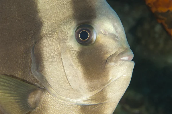Langflossen-Fledermausfische auf einem Korallenriff — Stockfoto