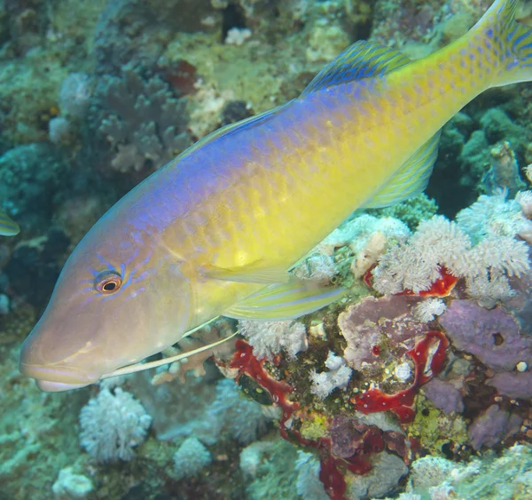 Крупним планом жовтогаряча риба — стокове фото