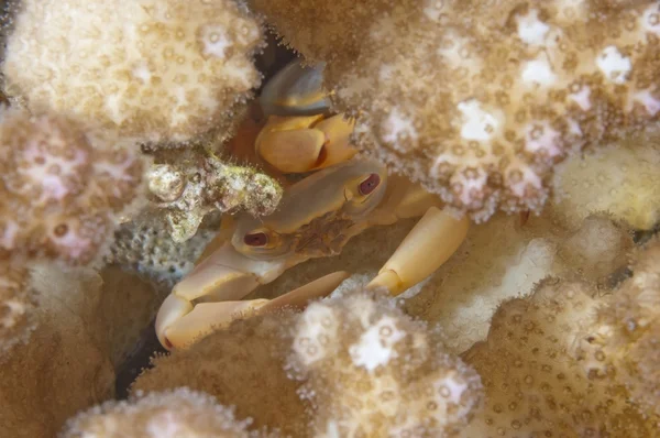 Resif üzerinde kırmızı mercan Yengeç closeup — Stok fotoğraf