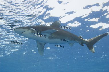 Oceanic white-tip shark in the sea clipart