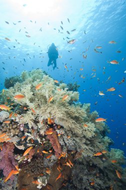 Scuba diver tropik resif üzerinde