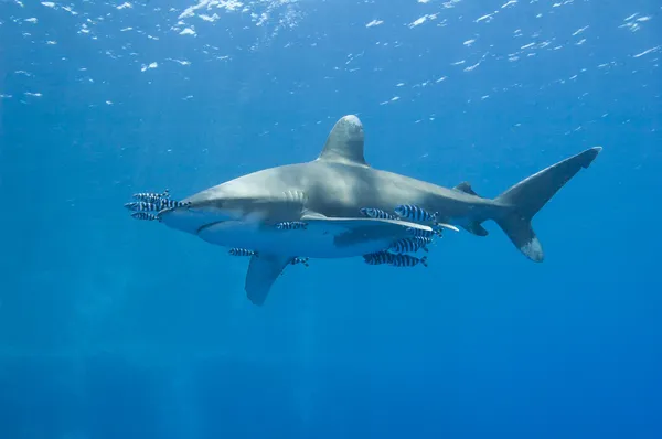 海洋白尖鲨鱼在海中 — 图库照片