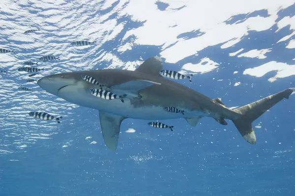 Tiburón oceánico de punta blanca en el mar — Foto de Stock
