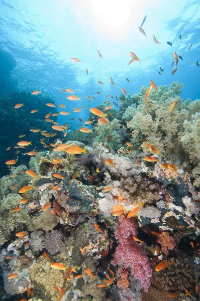 Beau récif corallien tropical — Photo