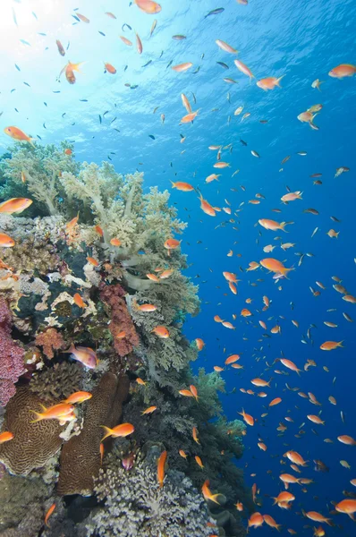 Wunderschönes tropisches Korallenriff — Stockfoto