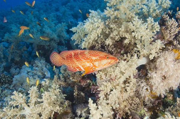 Zackenbarsch auf einem Korallenriff — Stockfoto