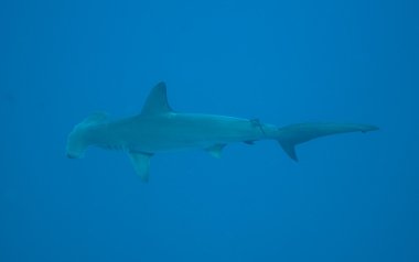 Hammerhead shark in open water clipart