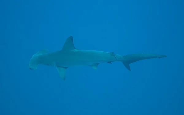 Tiburón martillo en aguas abiertas — Foto de Stock