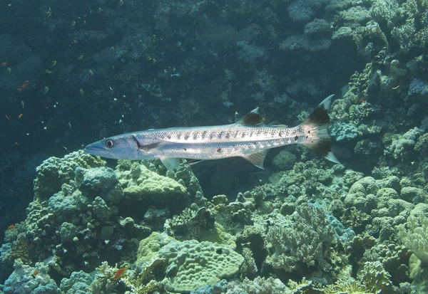 Κιτρινόπτερος barracuda σε ύφαλο — Φωτογραφία Αρχείου