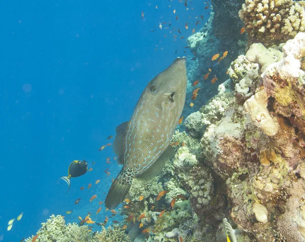 Filete garabateado en un arrecife — Foto de Stock